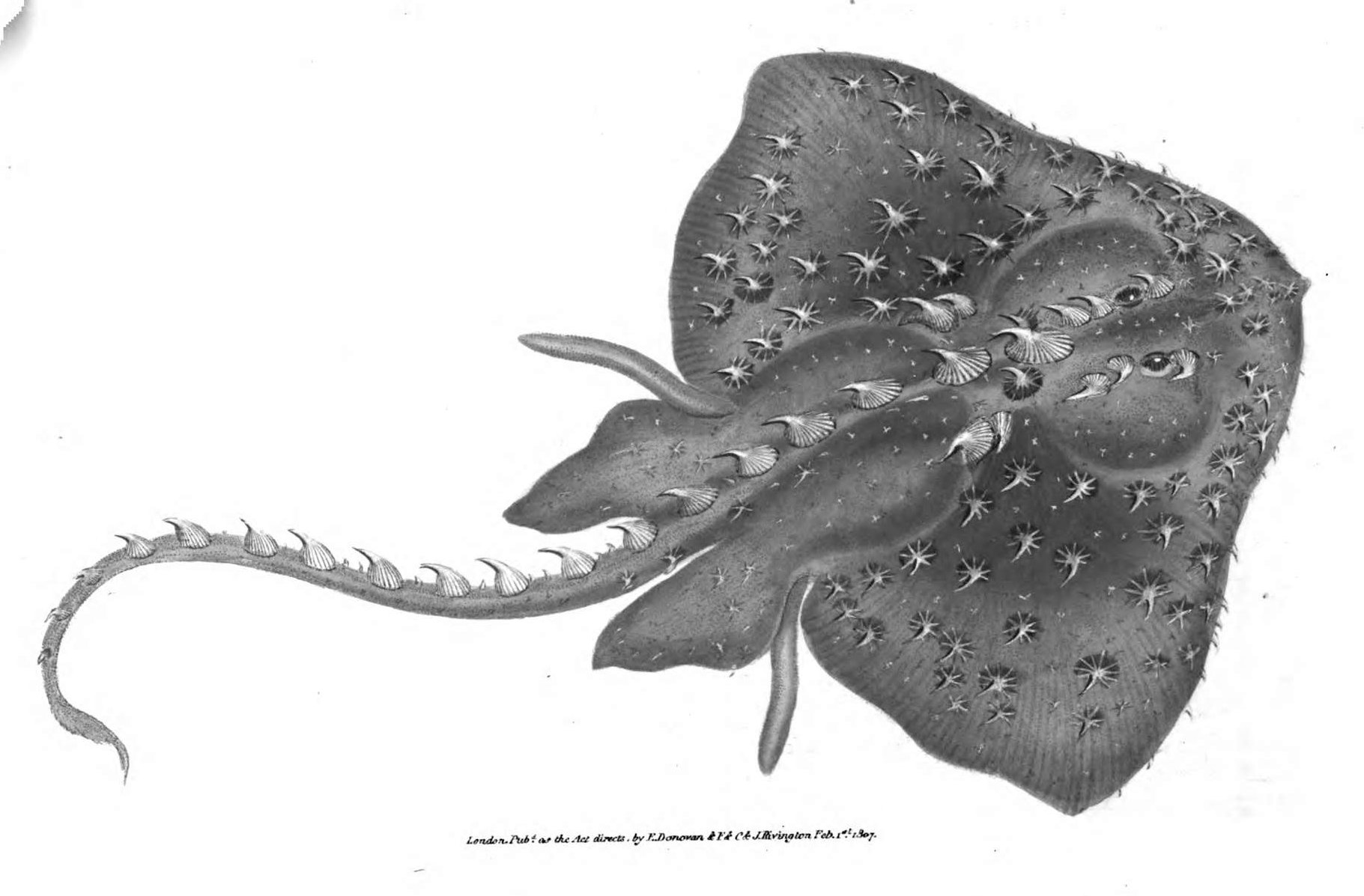 Amblyraja radiata SharkReferences